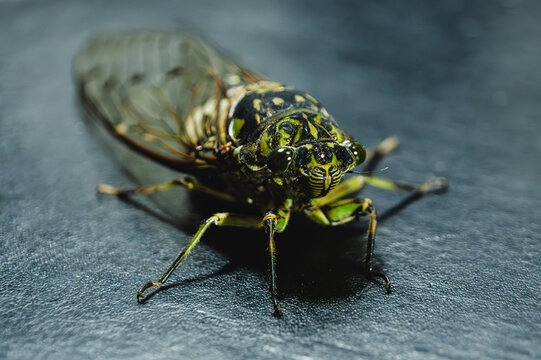 Green Cicada Close Up on Dark Surface