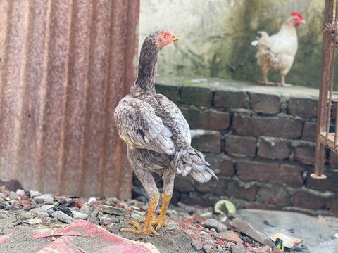 Asil Chicken Standing Outdoors with Distinctive Feathers and Long Legs