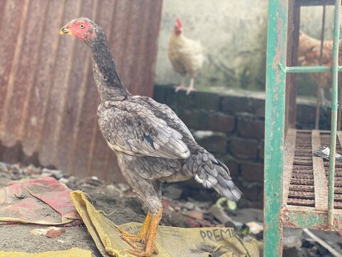 Aseel Chicken Standing Outdoors in a Traditional Rural Farmyard Setting