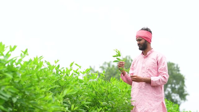 happy indian farmer standing at green pigeon pea agriculture field 