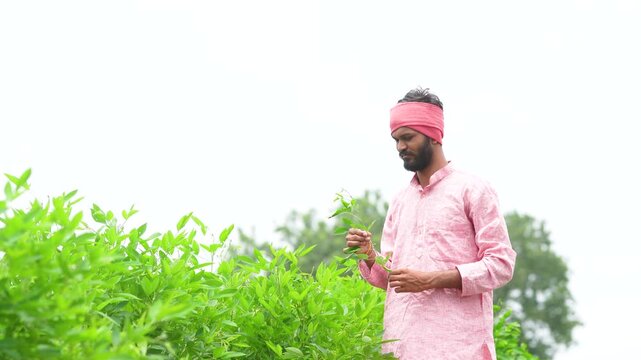 happy indian farmer standing at green pigeon pea agriculture field 