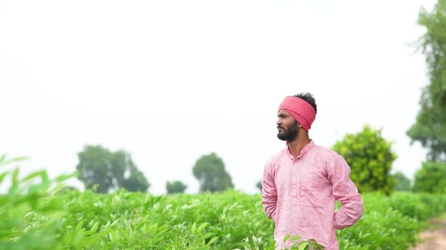 happy indian farmer standing at green pigeon pea agriculture field 