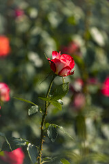 Obraz premium Red and White Rose Bud Blooming in Sunlit Garden