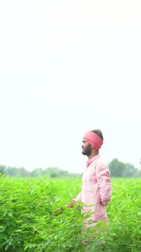 happy indian farmer standing at green pigeon pea agriculture field 
