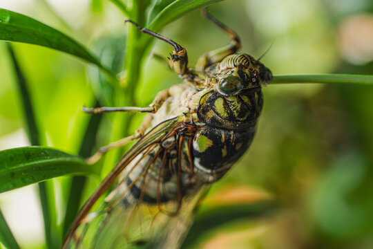 Cicada Resting on Green Leaves in Close-Up