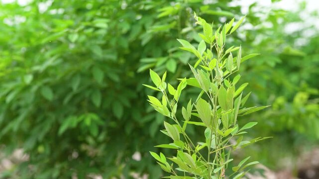 Fresh green pigeon pea agriculture field