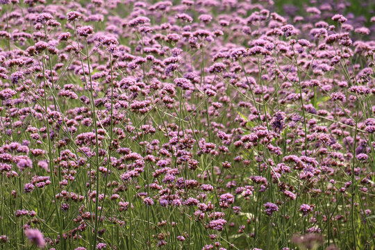 Blooming Purpletop Vervain Flowers in a Summer Meadow