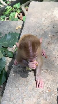Cute Baby Monkey Eating Food on Stone Path