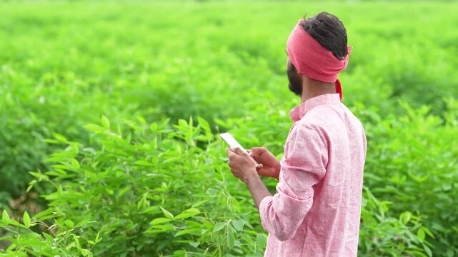 indian farmer using smartphone at split pigeon pea agriculture field