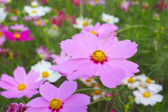 Beautiful pink cosmos flowers blooming in a natural garden field close-up.