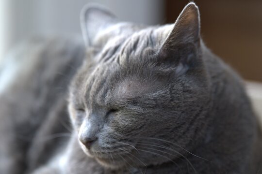 眠そうな猫の表情