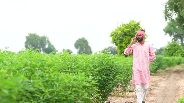 indian farmer talking on smartphone at split pigeon pea agriculture field