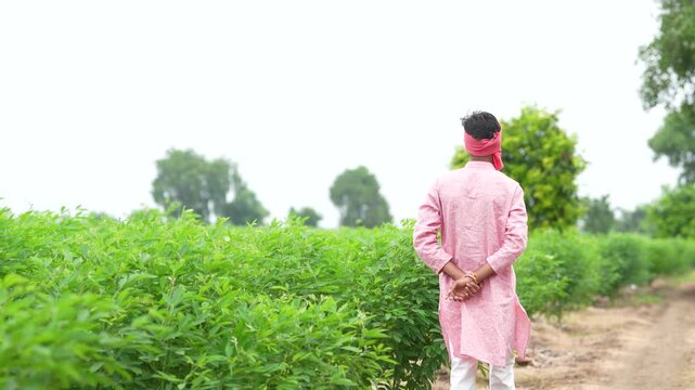 Young indian farmer standing at split pigeon pea agriculture field 