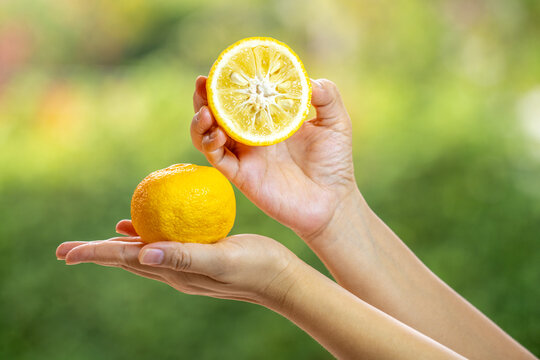 Women's hands holding Fresh Sweet Yuzu Orange fruit over blur greenery background, Kochi Yellow Yuzu over green natural Blur background.