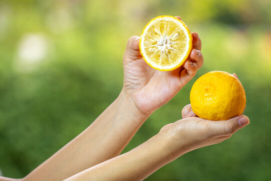 Women's hands holding Fresh Sweet Yuzu Orange fruit over blur greenery background, Kochi Yellow Yuzu over green natural Blur background.