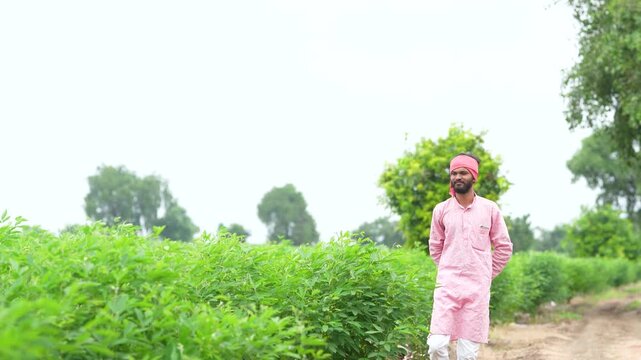 Young indian farmer standing at split pigeon pea agriculture field 