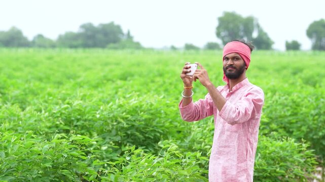 indian farmer using smartphone at split pigeon pea agriculture field