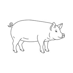 Obraz premium Pig illustration line art standing pig