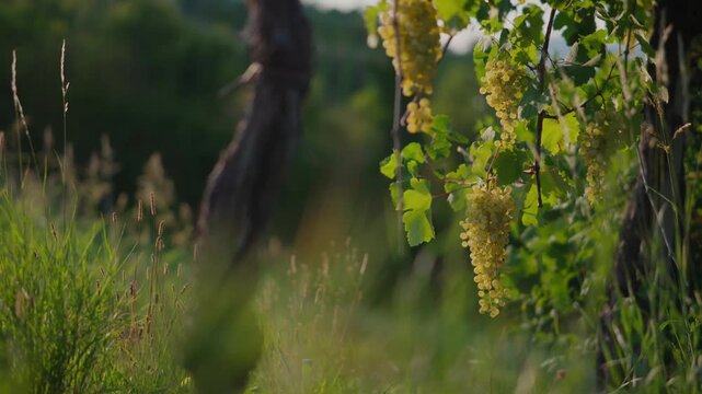 Ripe grape clusters and green leaves glowing in warm evening light at a vineyard