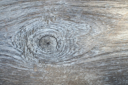Natural old weathered grey wood texture background with large wooden knot close-up.