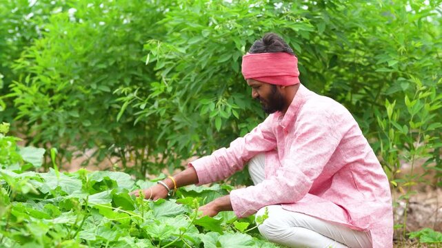 Young indian farmer standing at split pigeon pea agriculture field 