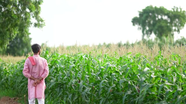 Indian farmer walking at corn agriculture field