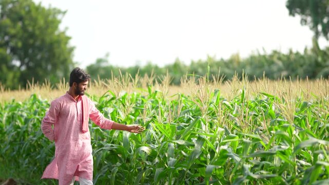 young indian farmer checking corn crop at agriculture field