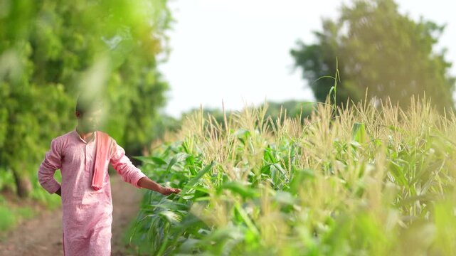 young indian farmer checking corn crop at agriculture field