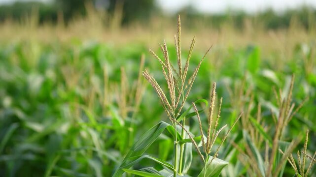 Green corn crop at agriculture field 