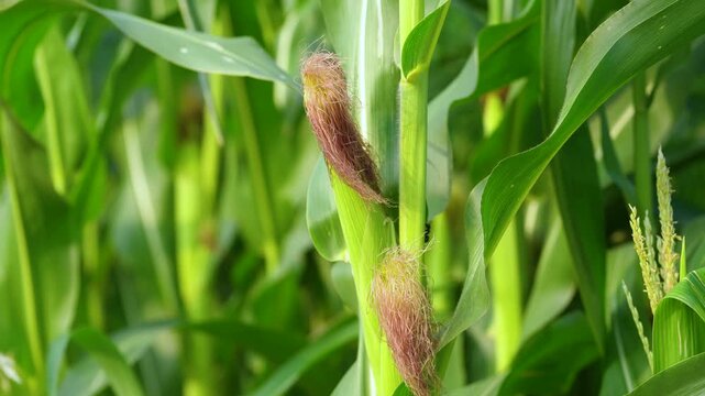 Corn cob on tree branch at corn agriculture field 