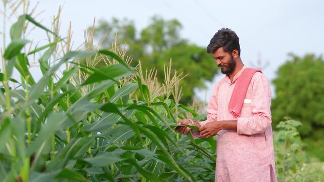 young indian farmer checking corn crop at agriculture field