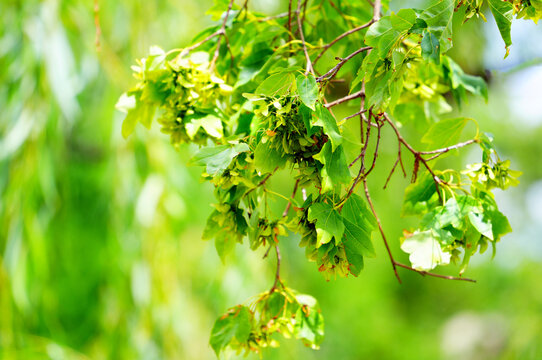 Fresh green maple leaves and winged seeds on tree branch in spring