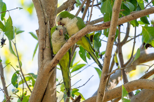 Monk Parakeet - Myiopsitta monachus, small green beautiful parakeet from subtropical forests and woodlands of South America, Pantanal, Brazil.