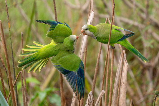 Monk Parakeet - Myiopsitta monachus, small green beautiful parakeet from subtropical forests and woodlands of South America, Pantanal, Brazil.