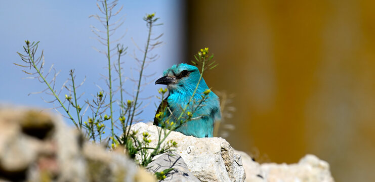 European roller // Blauracke (Coracias garrulus) - Extremadura, Spanien