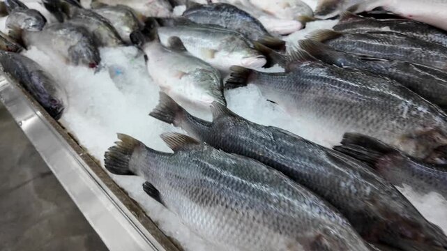 fish market, shopping for delicacies, seafood