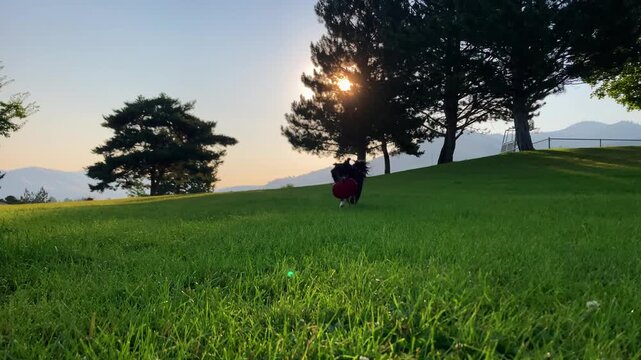 Australian Shepherd runs across a grassy field carrying a red frisbee during an energetic game of fetch at sunset, with mountains and golden light in the background.
