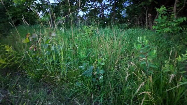 Glowing fireflies flying around in a lush green meadow during a beautiful summer evening