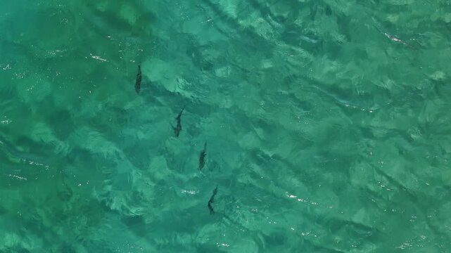 Aerial top down of rooster fish in Sea of Cortez, Punta Arena, Mexico