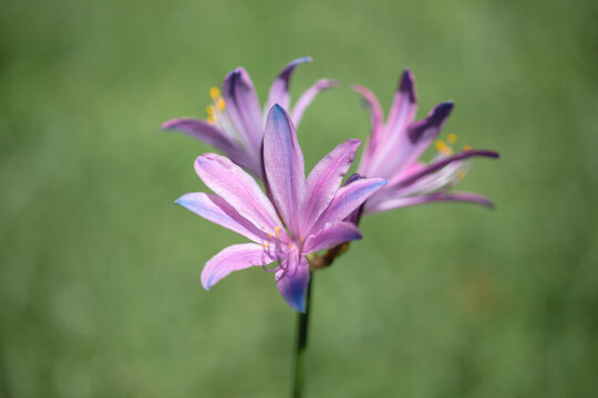 Purple lycoris flowers blooming on green background