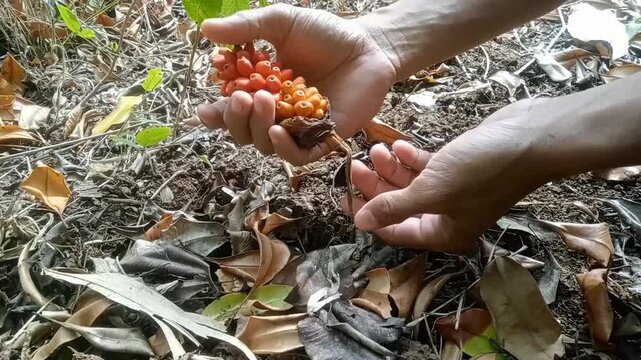 Close up of hand holding raw Amorphophallus muelleri konjac root with fertile seed stalk