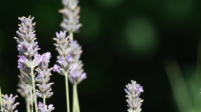 Purple lavender flowers blooming gracefully in a summer meadow. Close-up static shot of floral beauty.