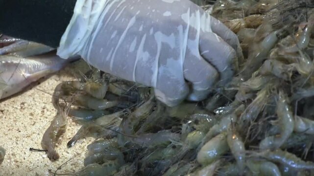 Gloved hand sorting through pile of fresh raw shrimp at local fish market.
