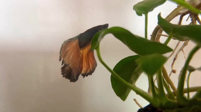 Siamese Fighting Fish Swimming Near Green Plant in Aquarium