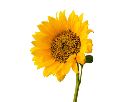 Sunflower blossom, front view, bright yellow petals and dark center flower isolated on a transparent background