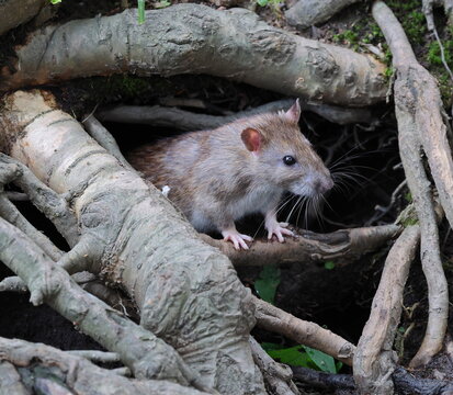The gray rat is sitting in a burrow between the tree roots