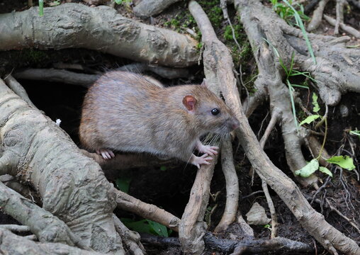 A gray rat emerges from the burrow between the tree roots
