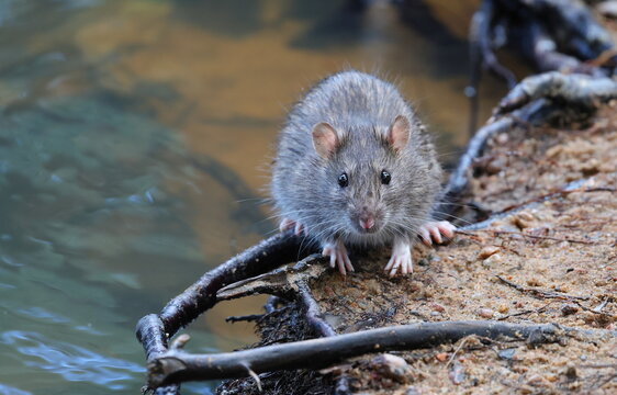 A wild rat is sitting on a tree root on the sandy shore near the water