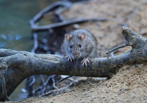 A wild rat is sitting on a tree root on the sandy shore near the water