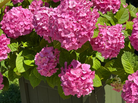 Pink bigleaf Hydrangea bush in garden